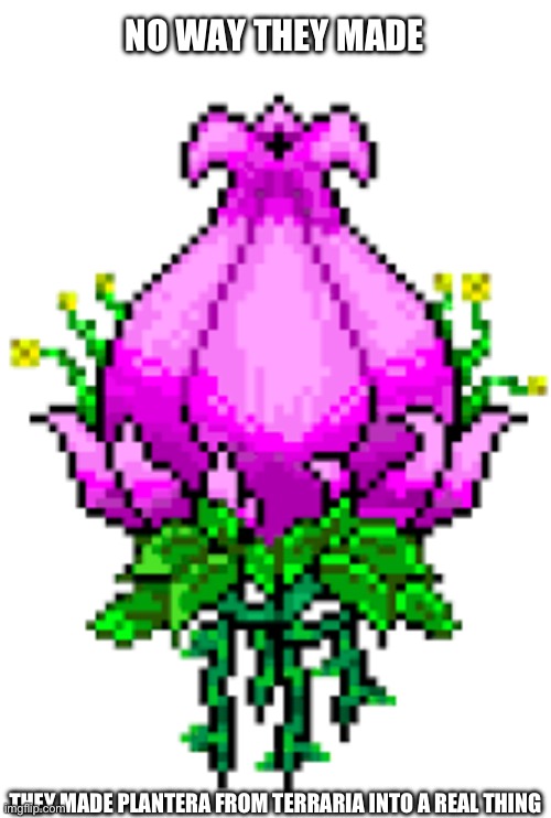 terraria plantera | NO WAY THEY MADE THEY MADE PLANTERA FROM TERRARIA INTO A REAL THING | image tagged in terraria plantera | made w/ Imgflip meme maker