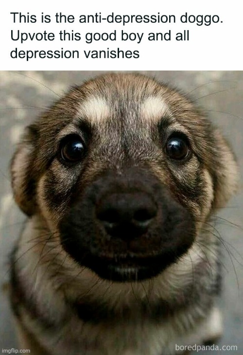 Do it (btw I'm not upvote begging) | image tagged in dont mind the watermark lol,cute dog | made w/ Imgflip meme maker