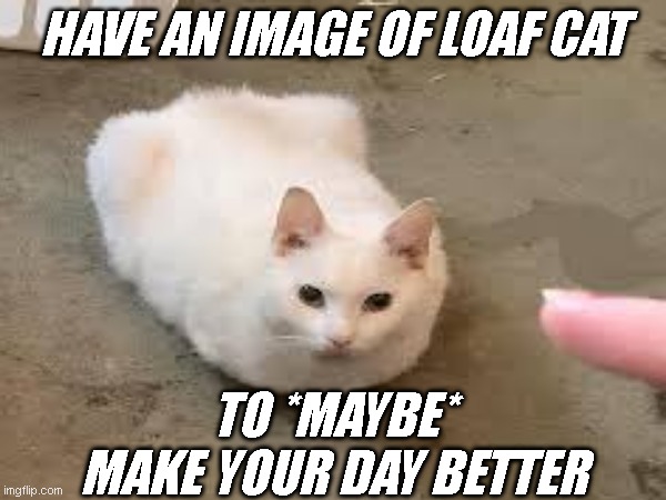he is loaf | HAVE AN IMAGE OF LOAF CAT; TO *MAYBE* MAKE YOUR DAY BETTER | image tagged in cats | made w/ Imgflip meme maker