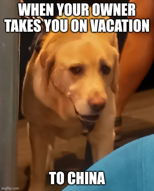 Raised eyebrow dog | WHEN YOUR OWNER TAKES YOU ON VACATION; TO CHINA | image tagged in raised eyebrow dog | made w/ Imgflip meme maker