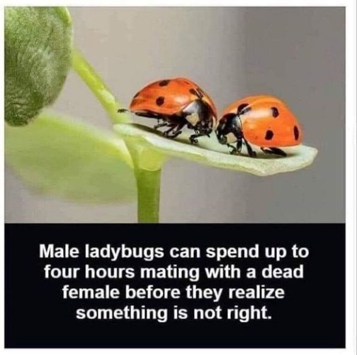 Mating habits of the ladybug | image tagged in ladybugs,mating habits | made w/ Imgflip meme maker