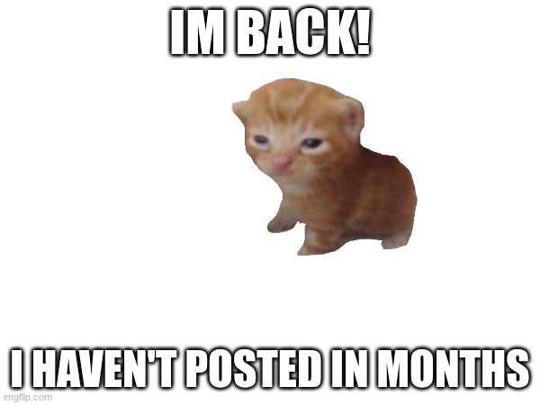kitten | IM BACK! I HAVEN'T POSTED IN MONTHS | image tagged in kitten,memes | made w/ Imgflip meme maker