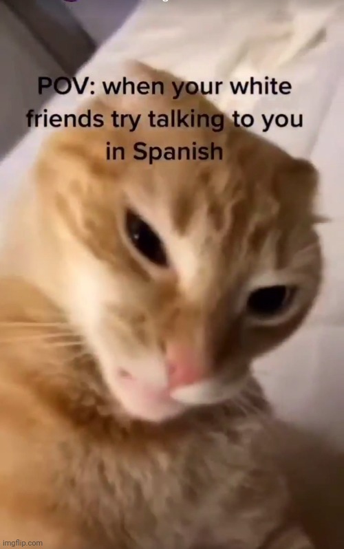 Meow | image tagged in cats,chinese,sus | made w/ Imgflip meme maker