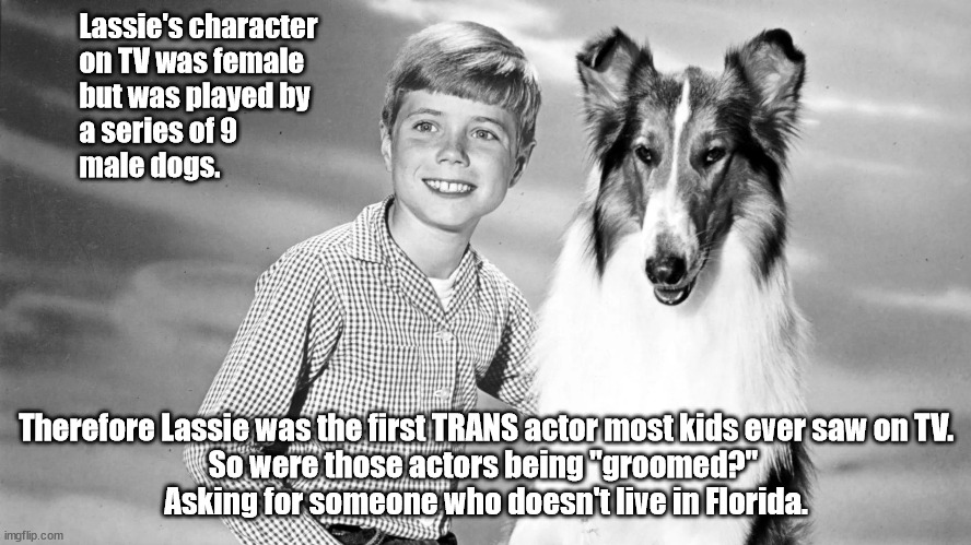 Trans Lassie | Lassie's character 
    on TV was female
    but was played by
    a series of 9 
    male dogs. Therefore Lassie was the first TRANS actor most kids ever saw on TV.
So were those actors being "groomed?" 
Asking for someone who doesn't live in Florida. | image tagged in transgender,woke,florida,anti-woke | made w/ Imgflip meme maker