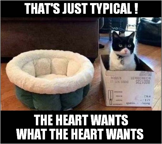 Cat Logic | THAT'S JUST TYPICAL ! THE HEART WANTS WHAT THE HEART WANTS | image tagged in cats,logic,bed,box | made w/ Imgflip meme maker