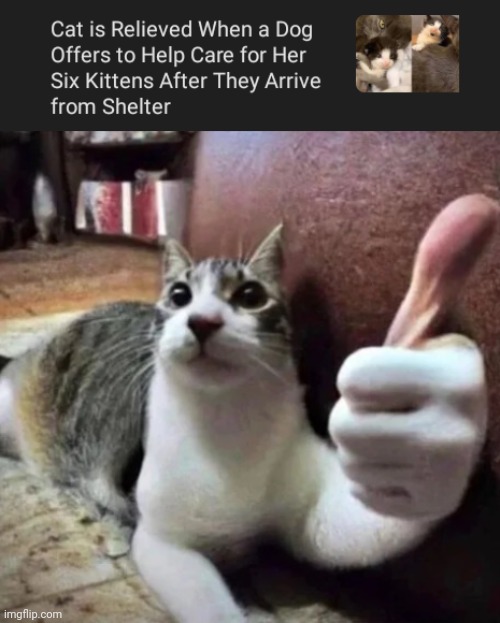 A cat so relieved | image tagged in cat thumbs up,cats,cat,memes,dog,dogs | made w/ Imgflip meme maker