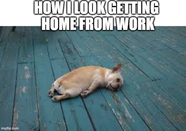 sleepy doggo | HOW I LOOK GETTING
 HOME FROM WORK | image tagged in sleepy dog,dog,big dog small dog | made w/ Imgflip meme maker