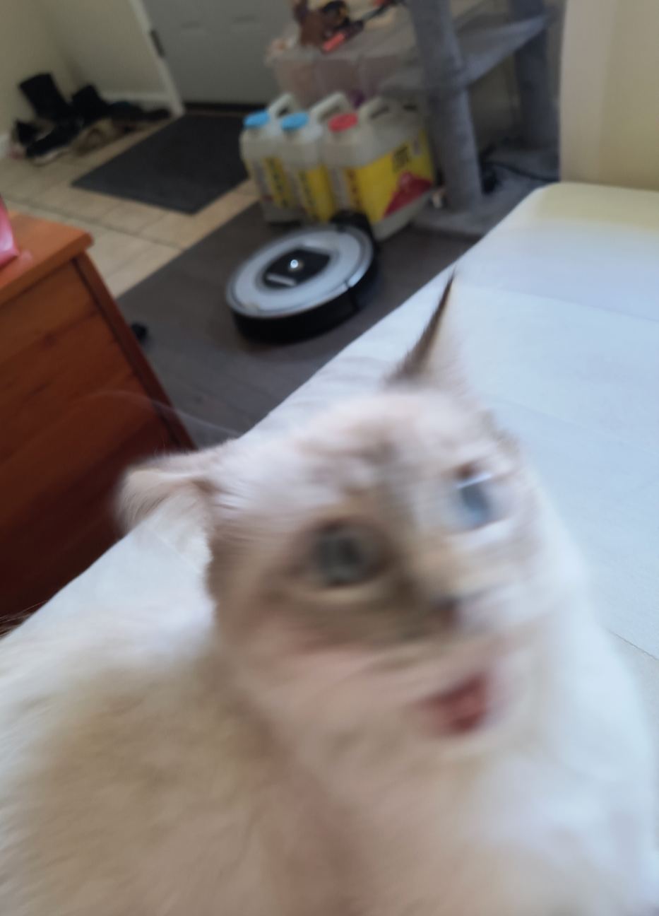 High Quality Shook Cat Blank Meme Template