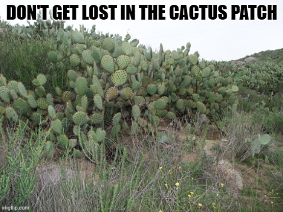 DON'T GET LOST IN THE CACTUS PATCH | DON'T GET LOST IN THE CACTUS PATCH | image tagged in cactus | made w/ Imgflip meme maker