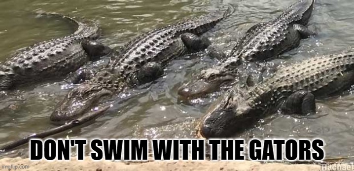 DON'T SWIM WITH THE GATORS | DON'T SWIM WITH THE GATORS | image tagged in alligator | made w/ Imgflip meme maker