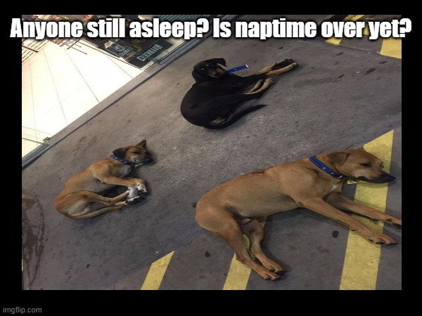 When you can't sleep | Anyone still asleep? Is naptime over yet? | image tagged in dogs,nap | made w/ Imgflip meme maker