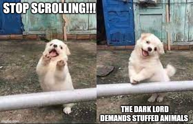 Gimme stuffed animals!!! | STOP SCROLLING!!! THE DARK LORD DEMANDS STUFFED ANIMALS | image tagged in wait stop scrolling | made w/ Imgflip meme maker