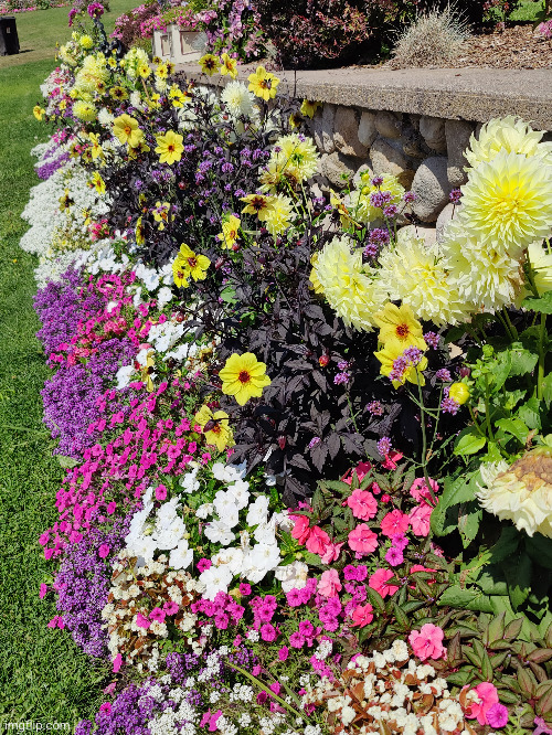 beautiful flowers in Mackinac island, Michigan | image tagged in flowers,pictures,beautiful | made w/ Imgflip meme maker