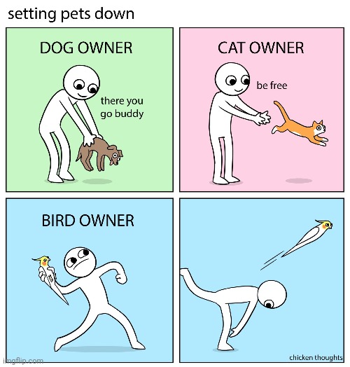 Setting and yeeting | image tagged in pets,pet,chicken thoughts,comics,comics/cartoons,animals | made w/ Imgflip meme maker
