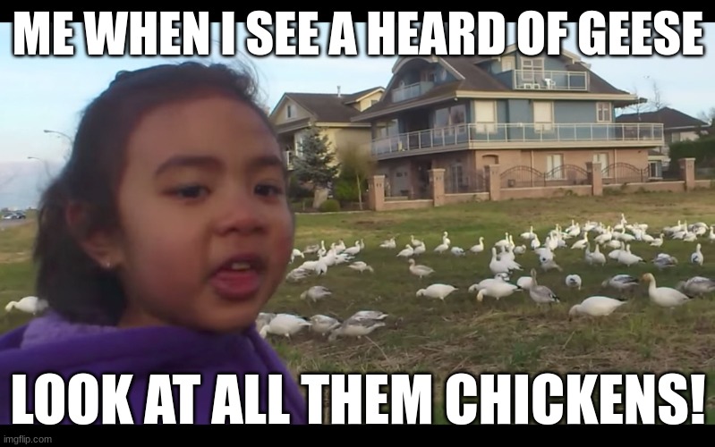 LOOK AT ALL THEM CHICKENS | ME WHEN I SEE A HEARD OF GEESE; LOOK AT ALL THEM CHICKENS! | image tagged in look at all those chickens | made w/ Imgflip meme maker
