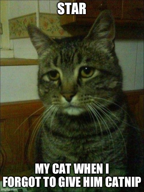Depressed Cat | STAR; MY CAT WHEN I FORGOT TO GIVE HIM CATNIP | image tagged in memes,depressed cat | made w/ Imgflip meme maker
