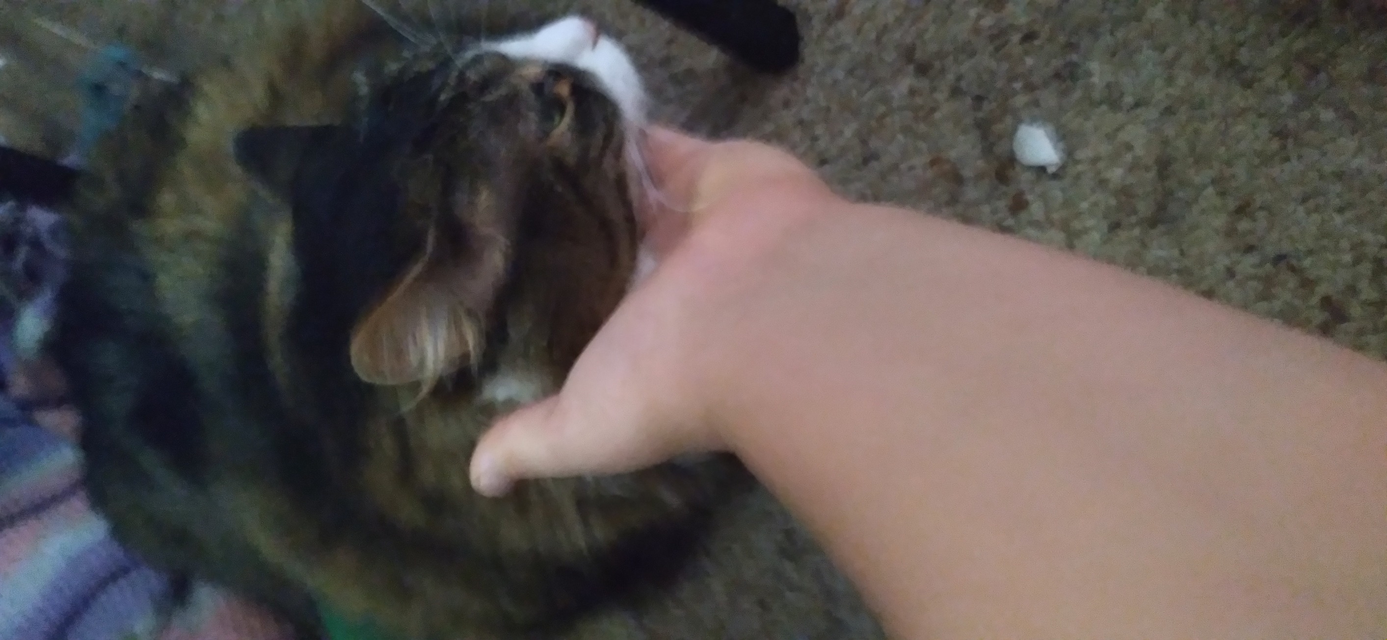 High Quality My cat h8s me Blank Meme Template