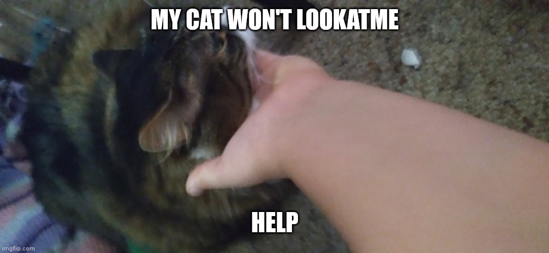 Me-OW | MY CAT WON'T LOOKATME; HELP | image tagged in my cat h8s me | made w/ Imgflip meme maker