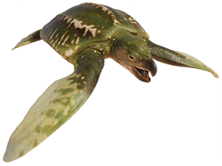 Archelon 2 (JWE Design) Blank Meme Template