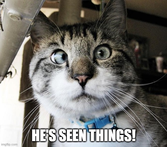 Cat's Eye | HE'S SEEN THINGS! | image tagged in funny cat | made w/ Imgflip meme maker