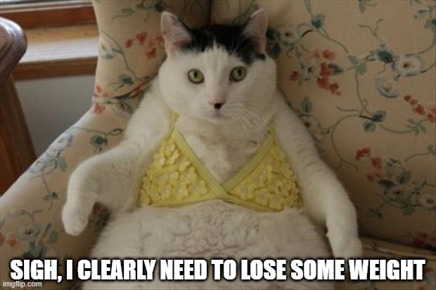 Bikini Season | SIGH, I CLEARLY NEED TO LOSE SOME WEIGHT | image tagged in funny cat | made w/ Imgflip meme maker