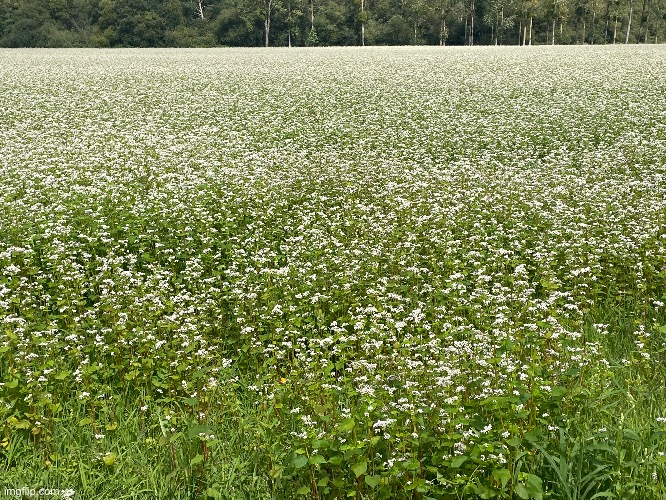A field of buckwheat in France | image tagged in buckwheat,france,field | made w/ Imgflip meme maker