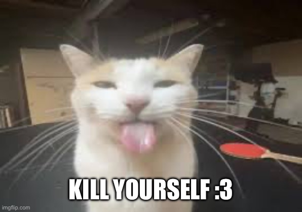 Cat | KILL YOURSELF :3 | image tagged in cat | made w/ Imgflip meme maker