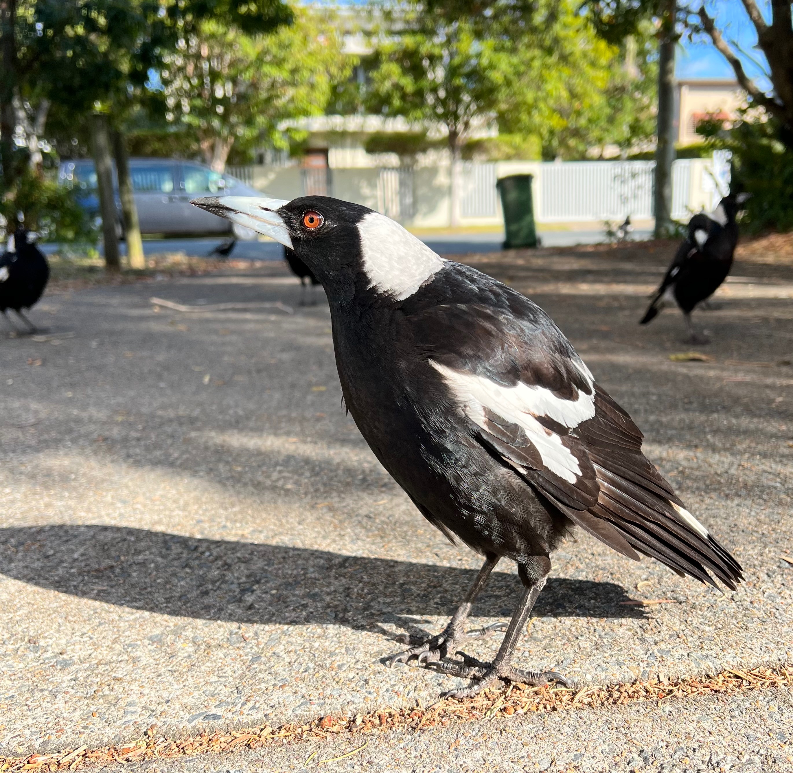 Australian magpie | made w/ Imgflip meme maker