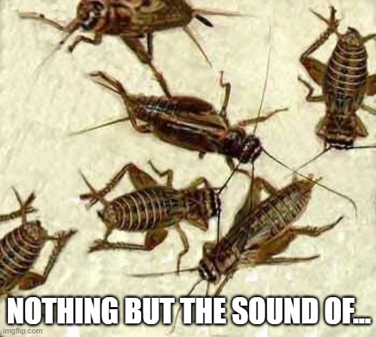 Crickets | NOTHING BUT THE SOUND OF... | image tagged in crickets | made w/ Imgflip meme maker