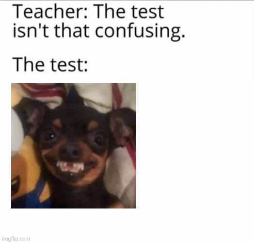 This test looks more like a dog than an exam | image tagged in the test isn't that confusing | made w/ Imgflip meme maker