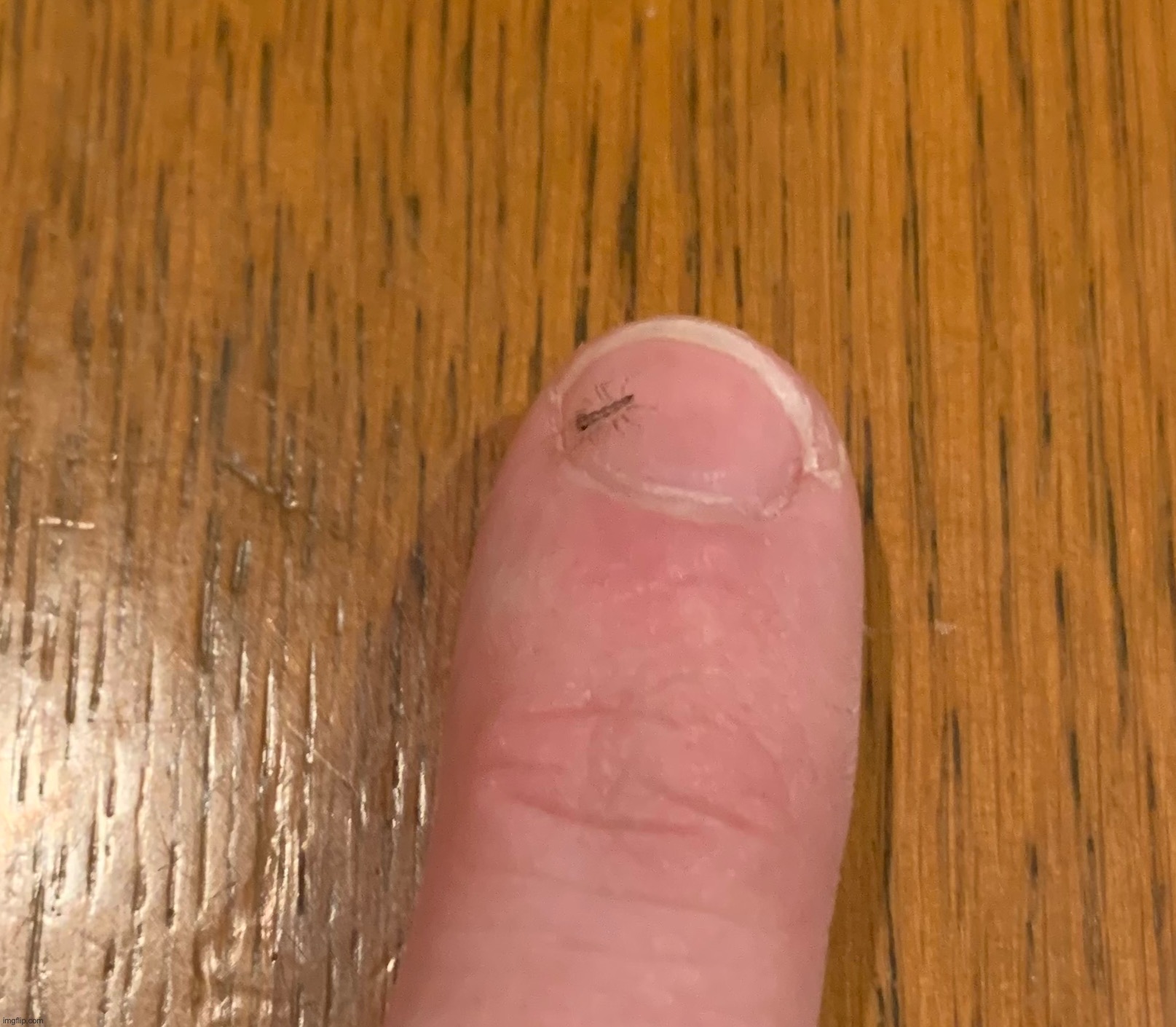 Baby house centipede | made w/ Imgflip meme maker