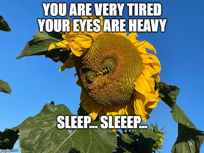 Sunflower Hypnotist | YOU ARE VERY TIRED
YOUR EYES ARE HEAVY; SLEEP... SLEEEP... | image tagged in sunflower hypnotist | made w/ Imgflip meme maker