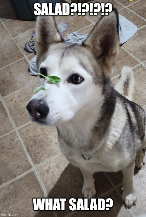 Husky steals salad | SALAD?!?!?!? WHAT SALAD? | image tagged in husky,food stealer,can't have nice things | made w/ Imgflip meme maker