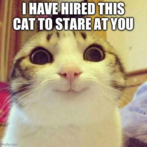 Smiling Cat Meme | I HAVE HIRED THIS CAT TO STARE AT YOU | image tagged in memes,smiling cat | made w/ Imgflip meme maker
