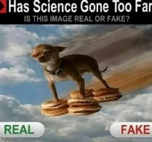 Daft.co’s new dogburgers board | image tagged in dogs | made w/ Imgflip meme maker