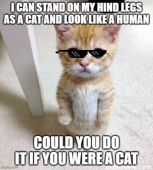 Could you | I CAN STAND ON MY HIND LEGS AS A CAT AND LOOK LIKE A HUMAN; COULD YOU DO IT IF YOU WERE A CAT | image tagged in memes,cute cat | made w/ Imgflip meme maker