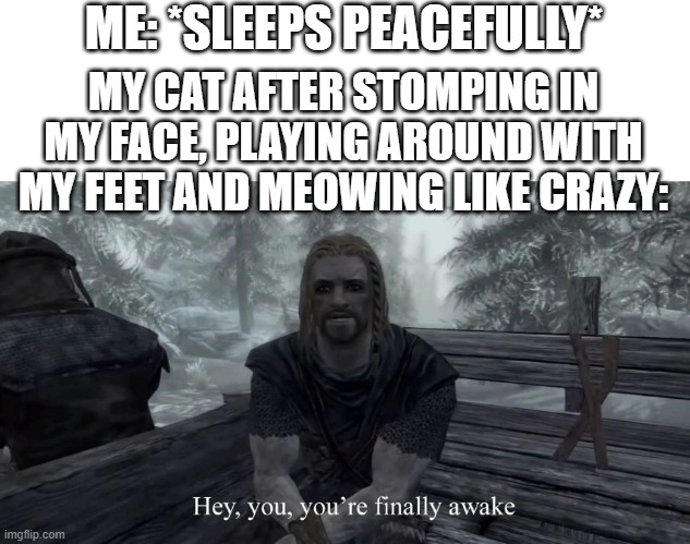 Get the hell outta my face fluff-ball! | ME: *SLEEPS PEACEFULLY*; MY CAT AFTER STOMPING IN MY FACE, PLAYING AROUND WITH MY FEET AND MEOWING LIKE CRAZY: | image tagged in your finally awake,cats,sleep,funny,memes,dank memes | made w/ Imgflip meme maker