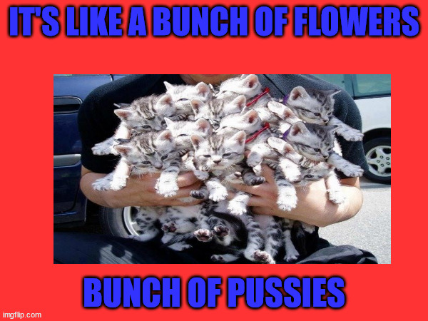 Kittens | IT'S LIKE A BUNCH OF FLOWERS; BUNCH OF PUSSIES | image tagged in bunch of kittens,kittens,bundle | made w/ Imgflip meme maker