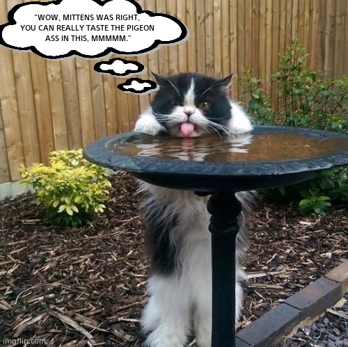 Birb flavored water. | "WOW, MITTENS WAS RIGHT,
 YOU CAN REALLY TASTE THE PIGEON 
 ASS IN THIS, MMMMM." | image tagged in memes,funny memes,cats,birds,bath,fun | made w/ Imgflip meme maker