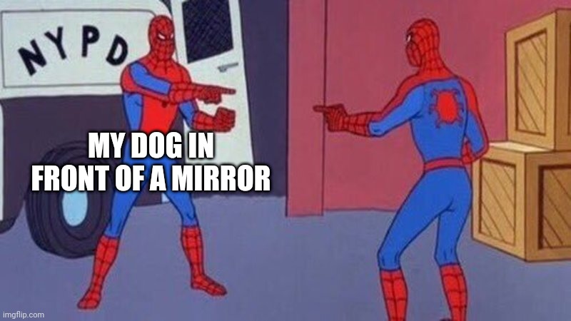 spiderman pointing at spiderman | MY DOG IN FRONT OF A MIRROR | image tagged in spiderman pointing at spiderman | made w/ Imgflip meme maker