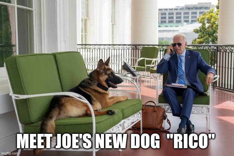 JOE | MEET JOE'S NEW DOG  "RICO" | image tagged in dog,rico | made w/ Imgflip meme maker
