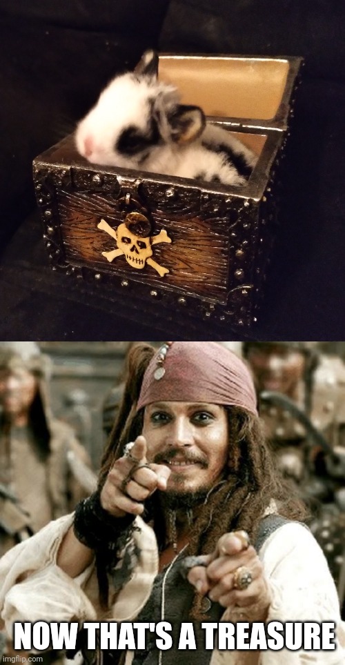 TREASURE CHEST BUNNY | NOW THAT'S A TREASURE | image tagged in point jack,bunny,rabbit,pirates | made w/ Imgflip meme maker