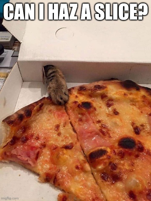 KITTY WANTS THAT PIZZA | CAN I HAZ A SLICE? | image tagged in cats,funny cats,pizza | made w/ Imgflip meme maker