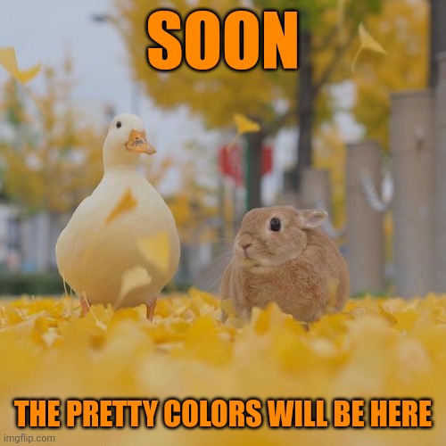 I'M READY | SOON; THE PRETTY COLORS WILL BE HERE | image tagged in ducks,duck,bunny,fall | made w/ Imgflip meme maker