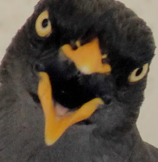 Javan Myna Blank Meme Template