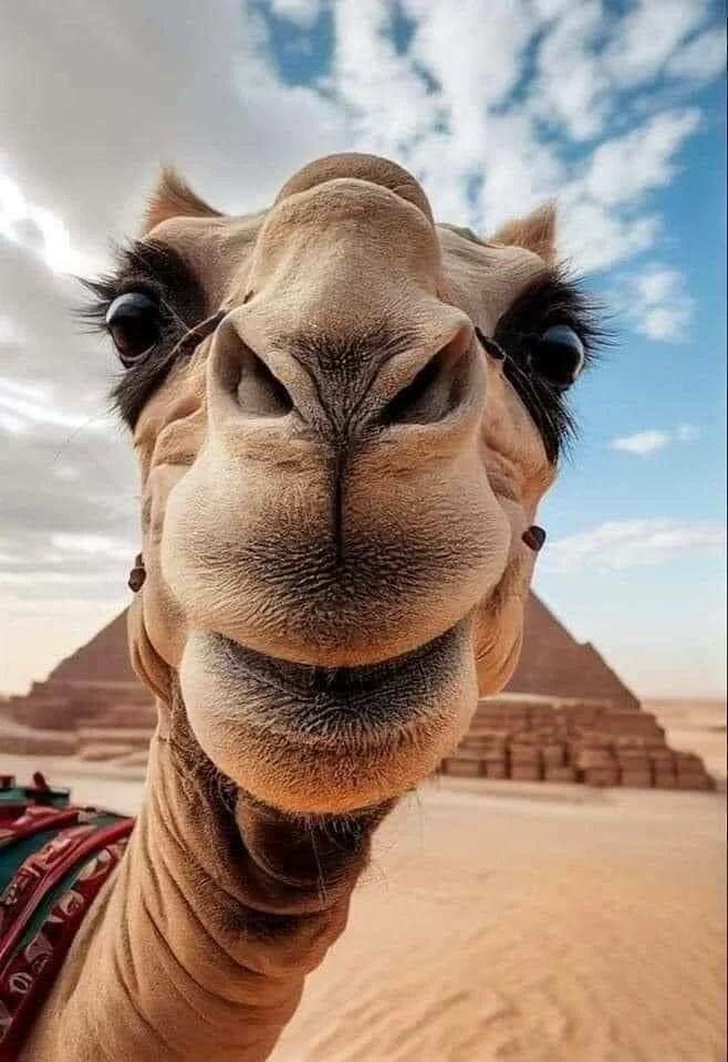 Camel Blank Meme Template