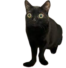 jinx Meme Template