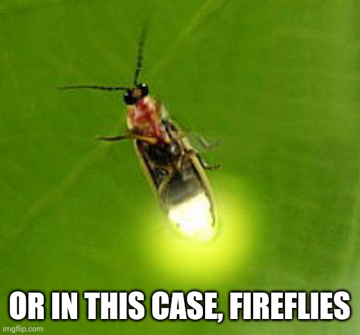 Firefly | OR IN THIS CASE, FIREFLIES | image tagged in firefly | made w/ Imgflip meme maker
