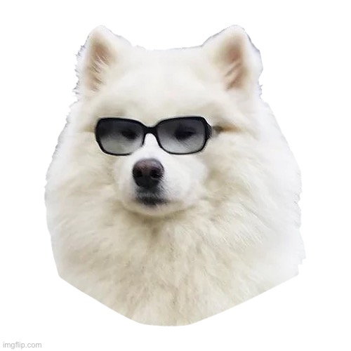 Sassy boi | image tagged in doge | made w/ Imgflip meme maker