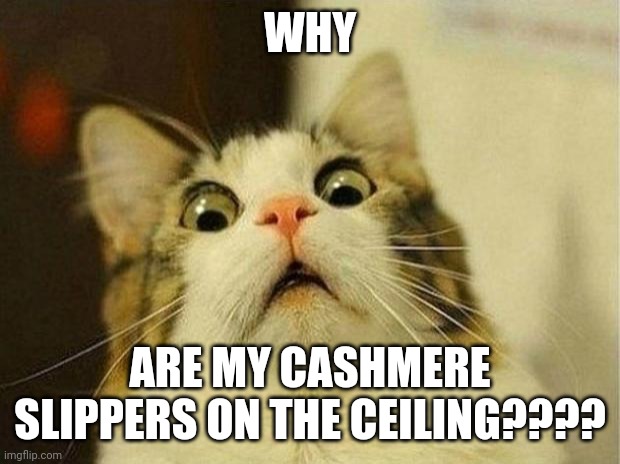 My cashmere slippers are on the ceiling... | WHY; ARE MY CASHMERE SLIPPERS ON THE CEILING???? | image tagged in memes,scared cat | made w/ Imgflip meme maker